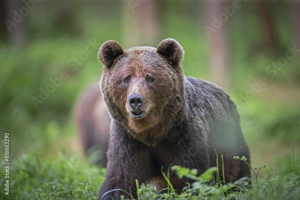 Fototapeta Brown bear - close encounter with a wild brown bear eating in the forest and mountains of the Notranjska region in Slovenia