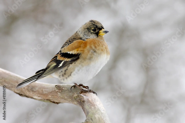 Fototapeta Brambling