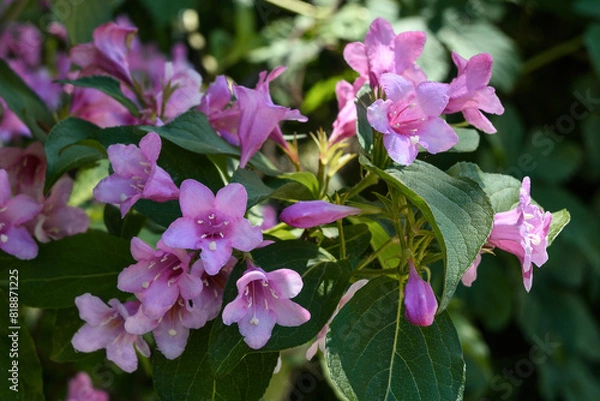 Fototapeta Weigela is a decorative flowering shrub. Blooming pink veigela in the garden. Ornamental shrub with beautiful pink flowers.