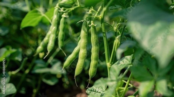 Obraz Fresh common bean Phaseolus vulgaris vegetables hanging on branches of green organic farm plant.