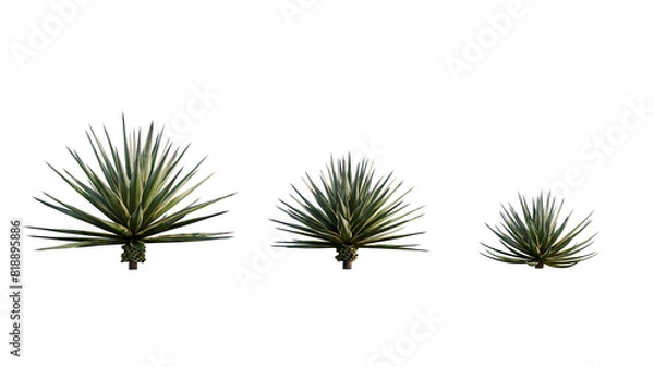 Obraz Isolated Agave Angustifolia plant for post production.