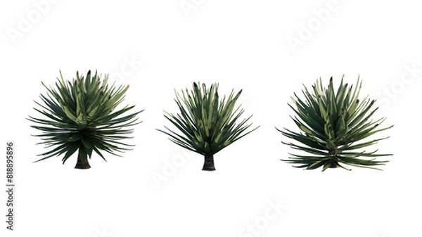 Obraz Isolated Agave Sisalana plant for post production.