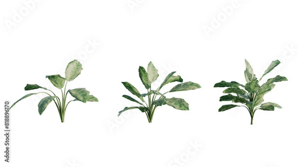 Obraz Isolated Aglaonema Tenuipes plant for post production.