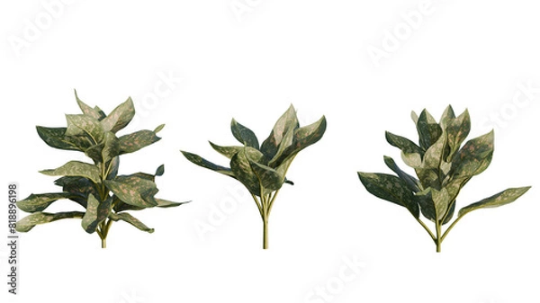 Fototapeta Isolated Aglaonema Commutatum plant for post production.