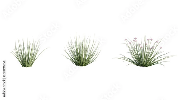 Obraz Isolated Allium Mongolicum plant for post production.