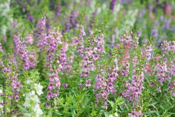 Obraz 陽を浴びる紫色のアンゲロニア