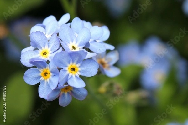 Obraz Forget-me-not