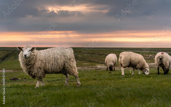 Obraz Schafe im Sonnenuntergang