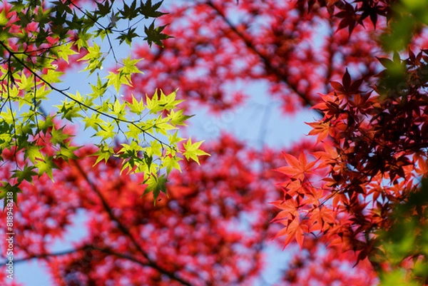 Fototapeta 鮮やかな緑の楓とベニモミジのコントラスト