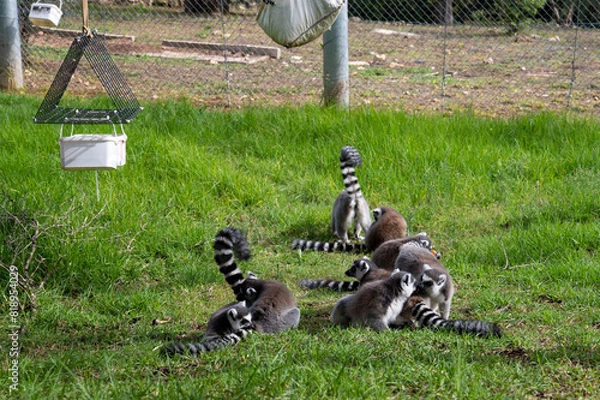 Obraz lemur monkey family on the grass biblical zoo Jerusalem