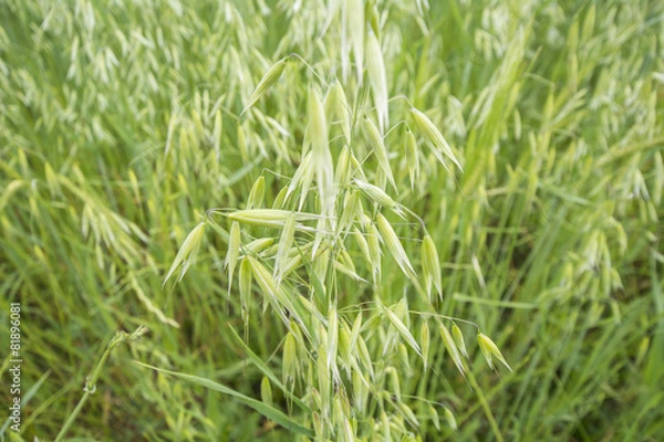 Obraz Avena green field