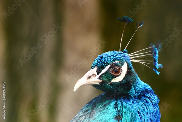 Obraz close up of peacock