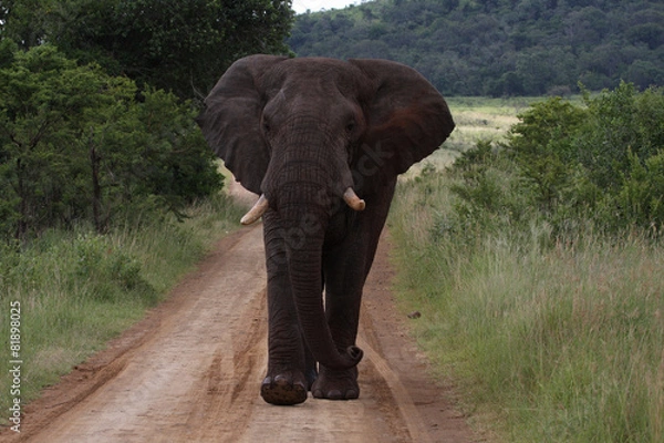 Obraz African Elephant