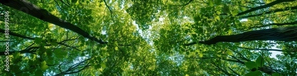 Fototapeta Abstract Summer Forest Canopy Pattern Background. With Copy Space, Abstract Background