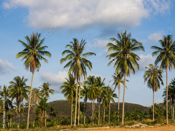 Fototapeta Coconut palm trees perspective view