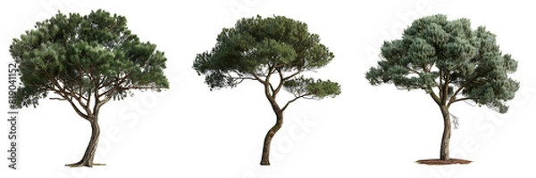 Fototapeta 3d illustration of medium pinus pinea tree isolated on transparent background