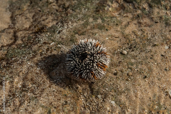 Obraz Sea Urchin.