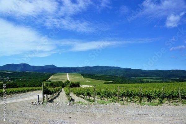 Obraz landscape with cows