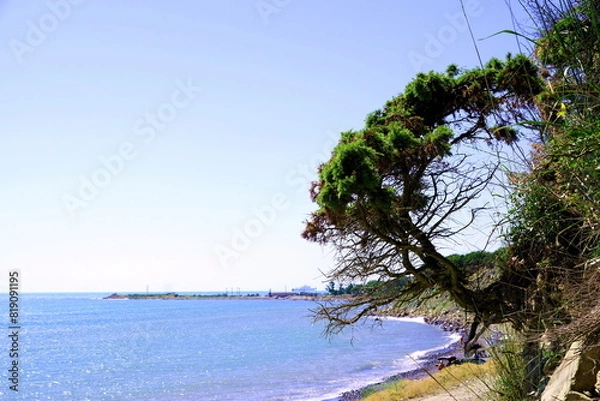 Obraz tree on the beach