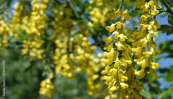 Obraz Flowers Bobovnik anagyriformes or anagyrofolia or Golden shower
