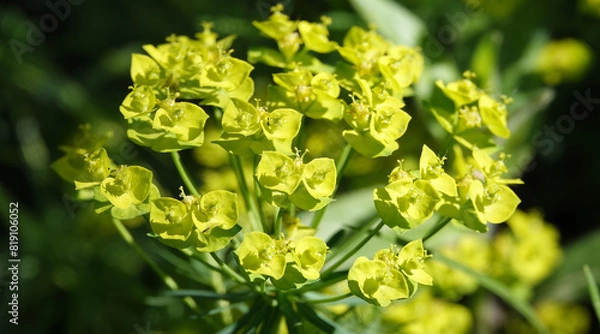 Obraz Euphorbia flowers are very delicate