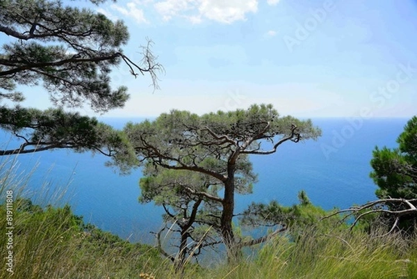 Obraz tree on the shore