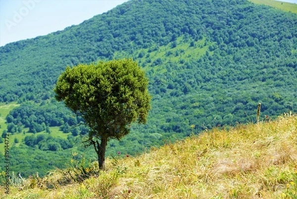 Obraz tree in the mountains