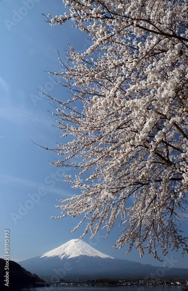 Obraz さくらと富士山