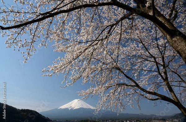 Obraz さくらと富士山