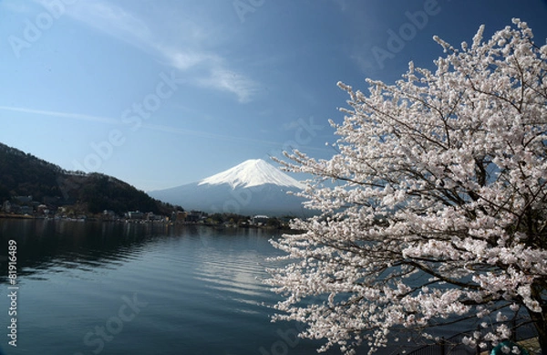 Fototapeta 河口湖の桜と富士山