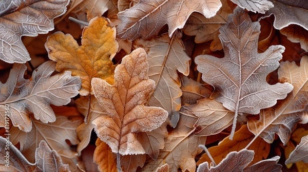 Fototapeta Close-up of frost on autumn leaves, detailed and delicate, transitional beauty