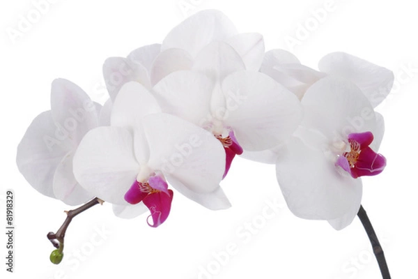 Obraz Kwiat orchidei na białym tle