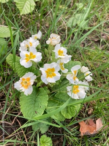 Obraz flowers in the grass