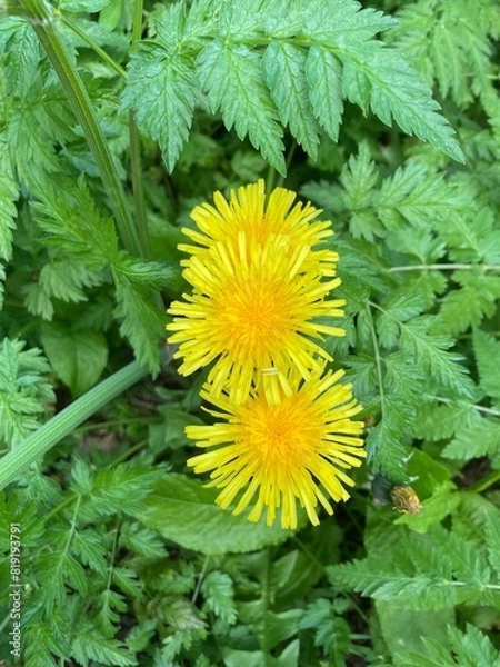 Obraz yellow dandelions on grass