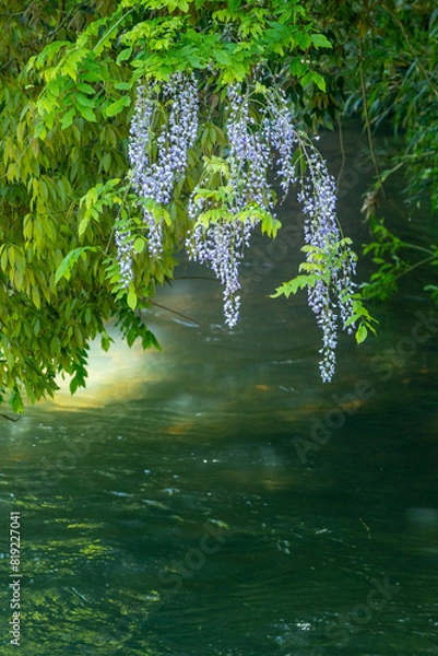 Fototapeta 水辺の山藤