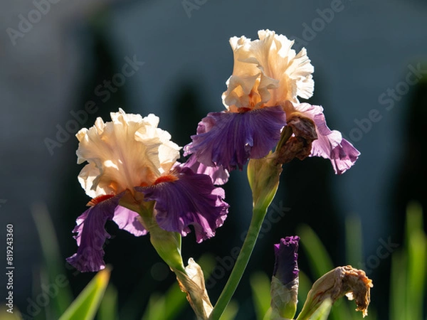 Obraz iris in the garden