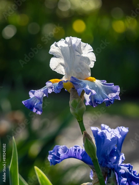 Obraz blue iris flower