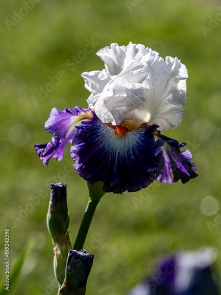 Obraz purple iris flower in garden