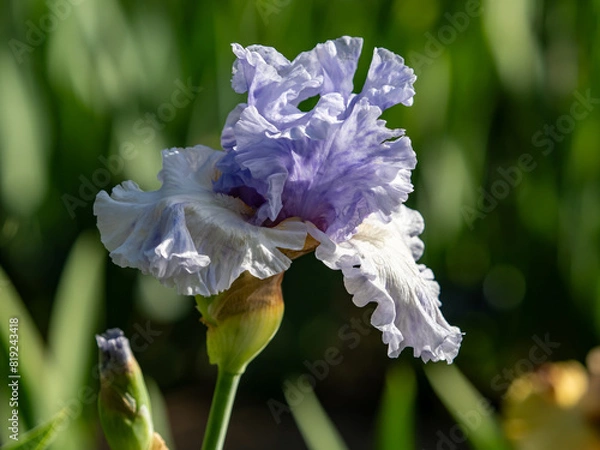 Obraz close up of iris flower