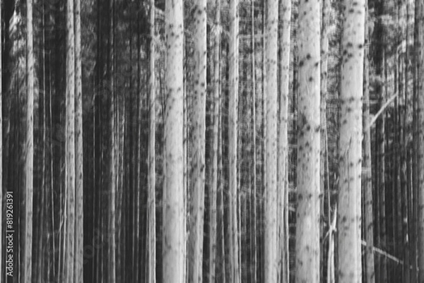 Fototapeta Abstract intentional camera movement photo with a forest. Moody eerie photographic art