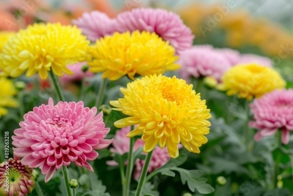 Fototapeta Close-up shot of blooming Chrysanthemum flowers with vivid colors - Gardening - Floristry