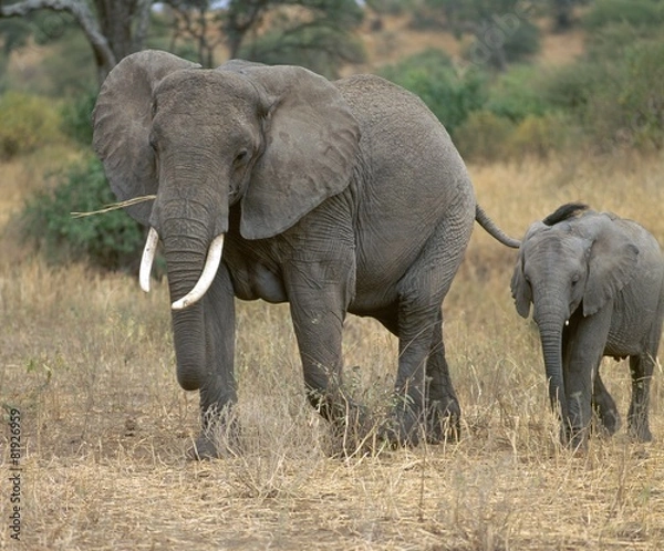 Fototapeta elephants