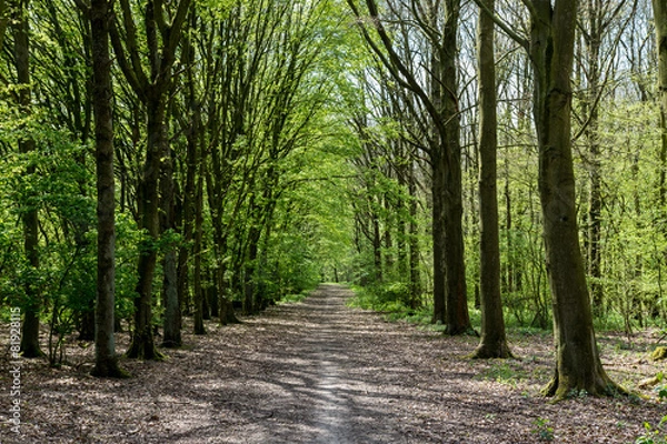 Obraz Forrest trees with path in the middle