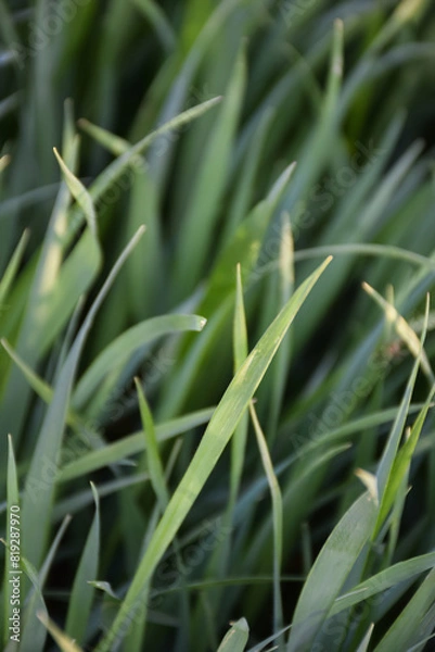 Fototapeta Background of growing green grass with selective focus. Nature background with blur