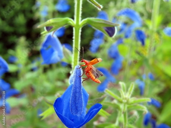 Obraz orange insect on iris flower