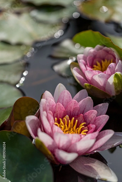 Obraz Pink water lily or lotus flower Perry's Orange Sunset in garden pond. Close-up of Nymphaea with water drops reflected on green water against sun. Flower landscape with copy space. Selective focus
