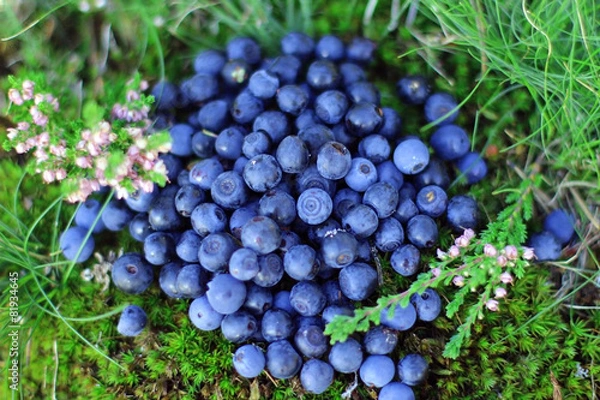 Obraz Черника