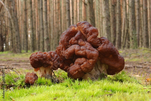 Obraz Gyromitra esculenta known as False morel