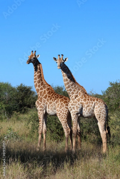 Fototapeta Giraffe / Giraffe / Giraffa camelopardalis