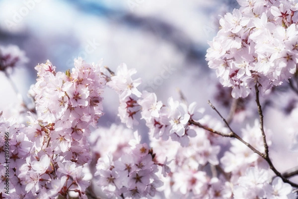 Fototapeta 満開のタカトオコヒガンザクラ